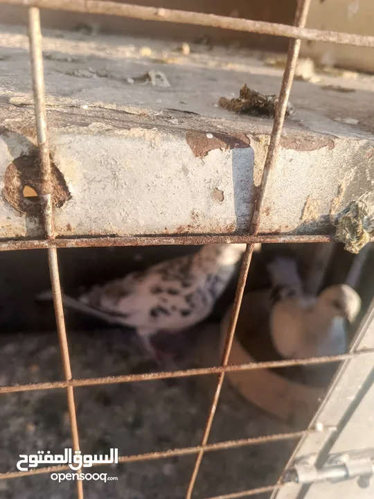 حمام مشكل زوجل مكتيف بلجكه جوز حمام انواع