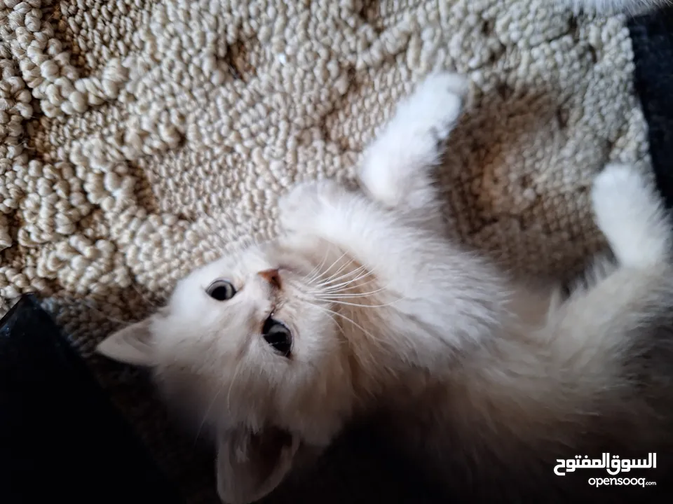 kittens for sale 60 days old    Scottish.