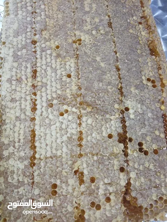 يوجد عسل طبيعي مكفول 100٪ من جبال عجلون _ عرجان