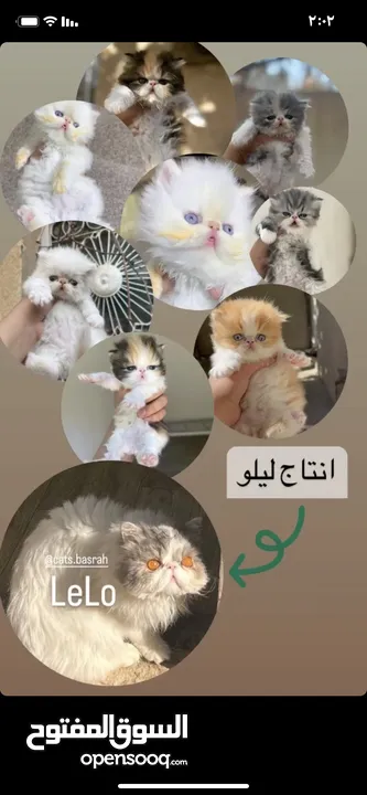 ذكور للتزاوج