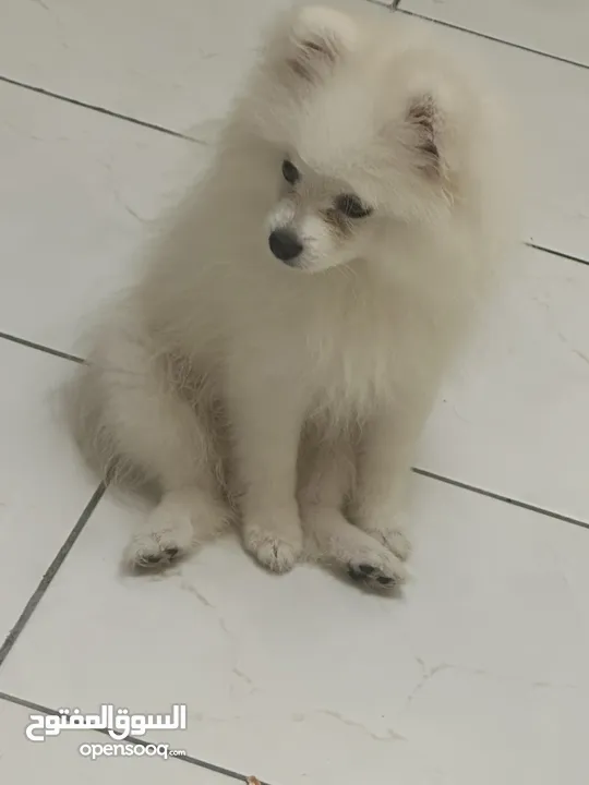 Pomerian For Sale 3months