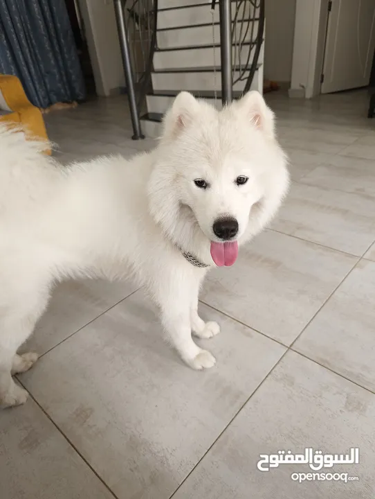 MALE SAMOYED للتزاوج فقط