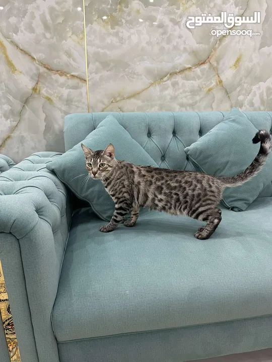 Pure bengal cats female age 3 months, 5 months and 1 year بيور قطاو بنغال عمر 3 شهور و5 شهور وسنة