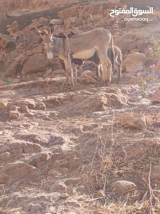 جحشه البيع العمر سنتين ونصف وبنتها عمرها 20 يوم