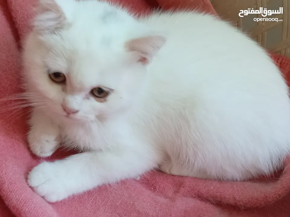جوز قنفذ  وسلحفاه و قطه كتنز و بطه عدد 3 بطات  قنافذ اليفه و سلاحف بريه تربيه منزليه لقطه كوم هامستر
