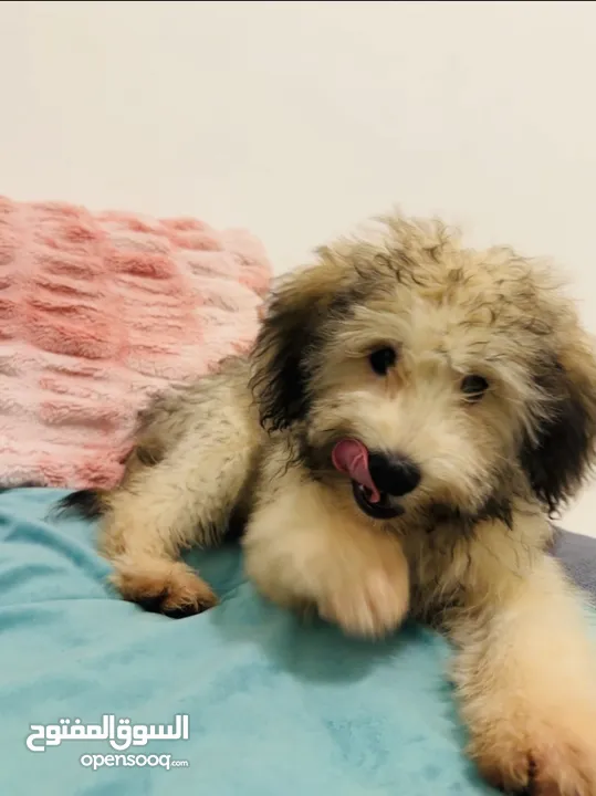 Amazing cute Puppy for Sale