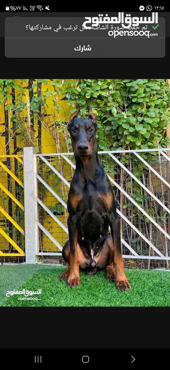 Dobermann male and female dogs