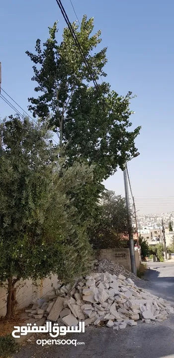 قص الأشجار وتقطيع الاشجار وتقليم الاشجار