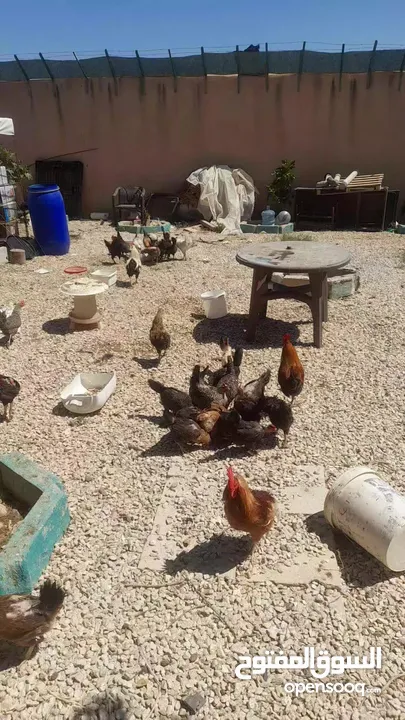 دجاج للبيع الصلاة على النبي بياض صحة ونضافه مع ديوك ماخد جميع المطاعيم