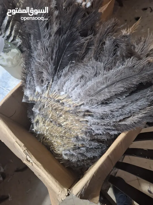 ostrich feather