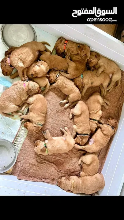 جولدن ريتريفر بريطاني آصلي  Golden retriever pure اعلى مستوى في الشرق الاوسط
