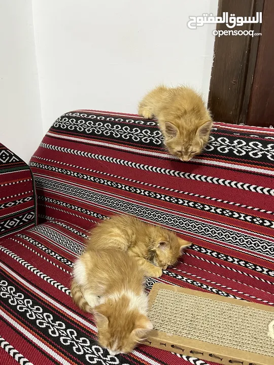 3 cute kittens (3-4 weeks old) for free adoption - ثلاث قطط صغار للتبني
