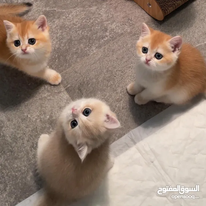 golden British kitten's