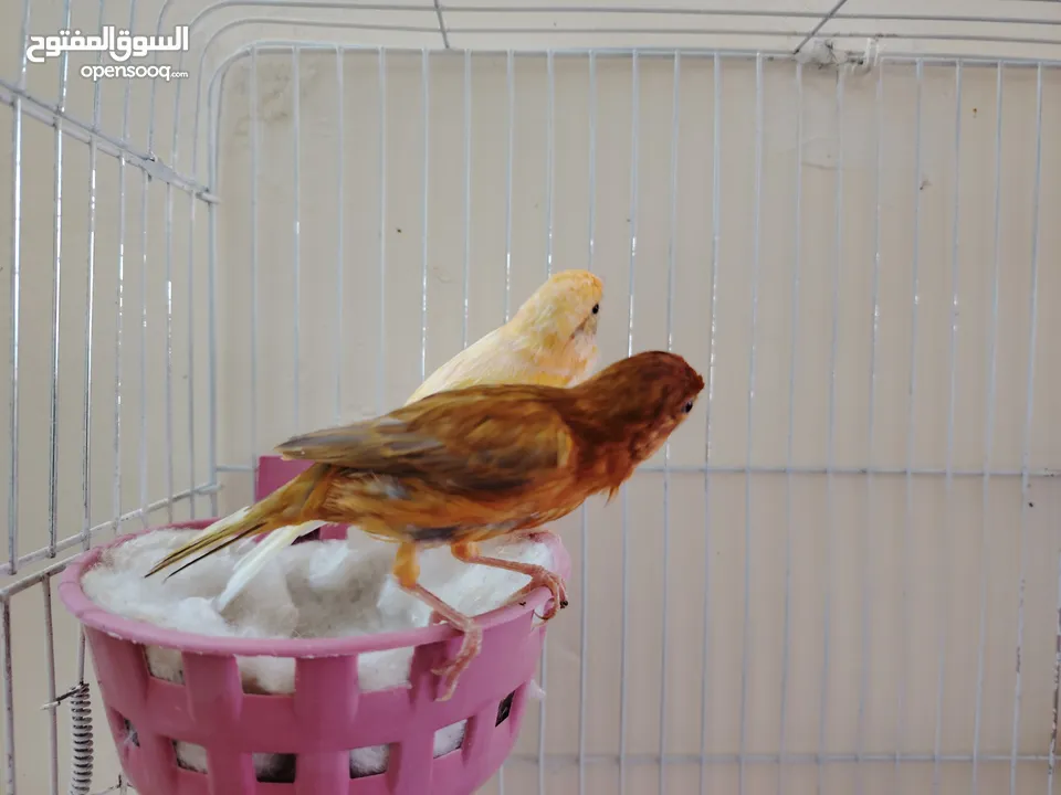 طيور كنار متعددة