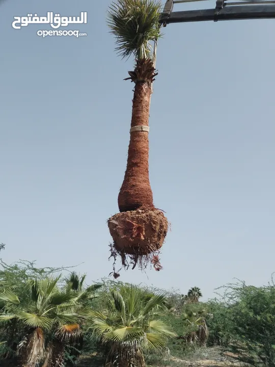 أشجار نخيل للبيع