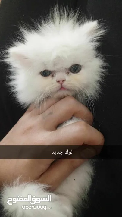قطة انثي وابنها للبيع