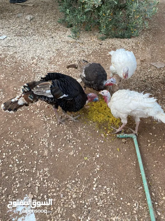 حبش ودجاج للبيع