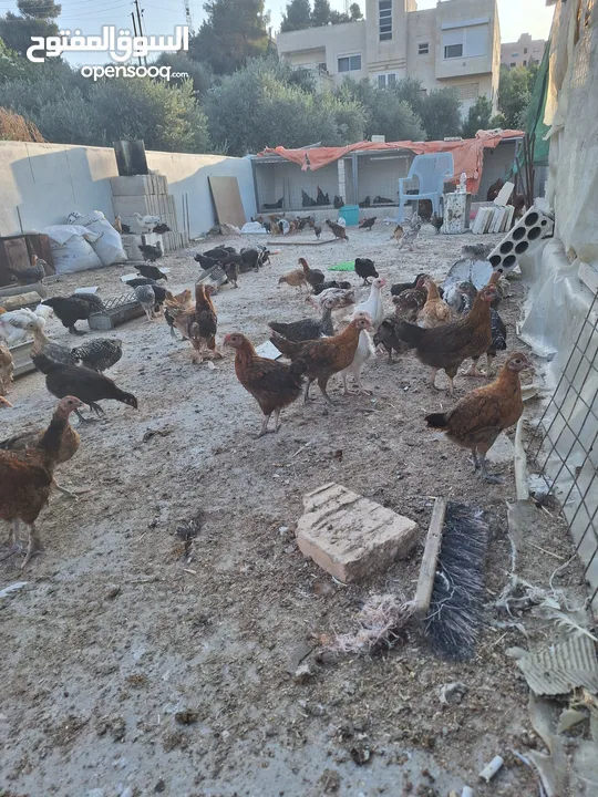 فراخ بلدي وبندوق براهما عمر شهرين ونص عددهم 150 تقريبا نسبه الفرخات تفوق 90%