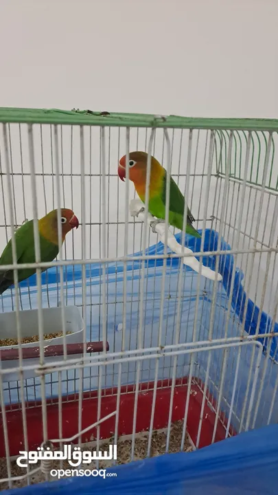 جوز طيور فيشر جاهزين بيع مستعجل