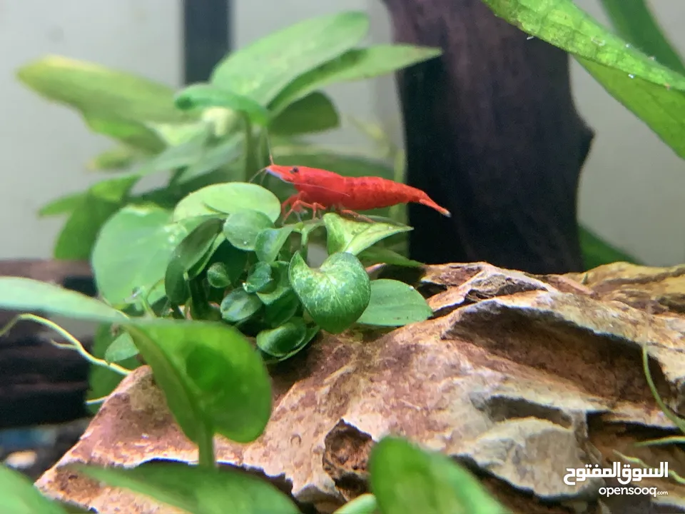 Red cherry shrimp