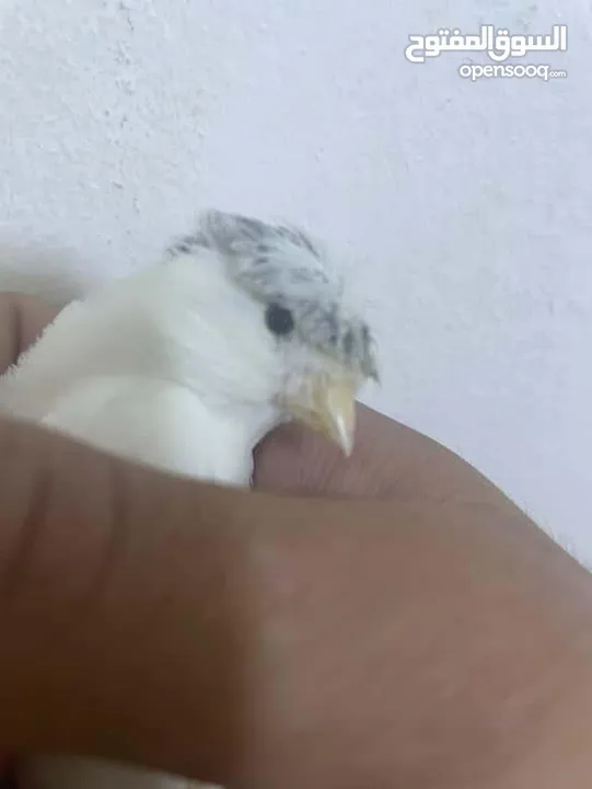 طيرة بندوقة جلوستر شوف الوصف