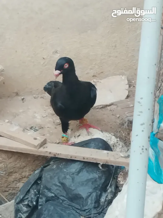 سلفر الماني