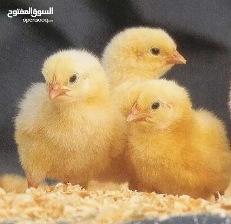 Broiler hatching and layers   chicks  and eggs  Ross 308   and Cobb 500