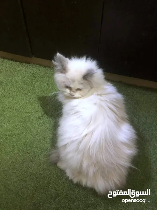 ذكر وانثى و5 قطط صغار