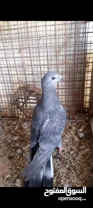 فراخ حمام بواقي للبيع