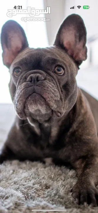 French Bulldog Pupies for Adoption