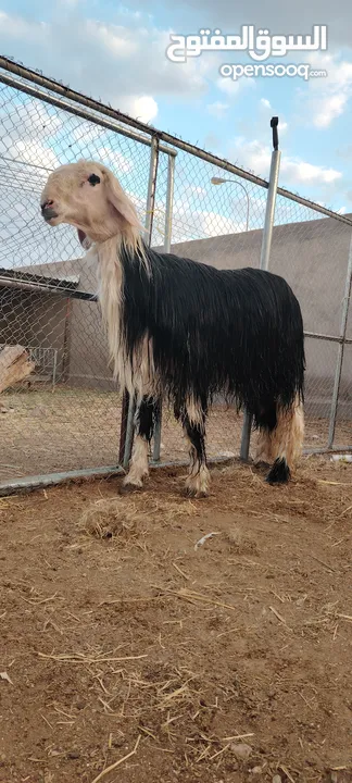 فحل نجدي بيور اصل فاااااااخر من الاخر