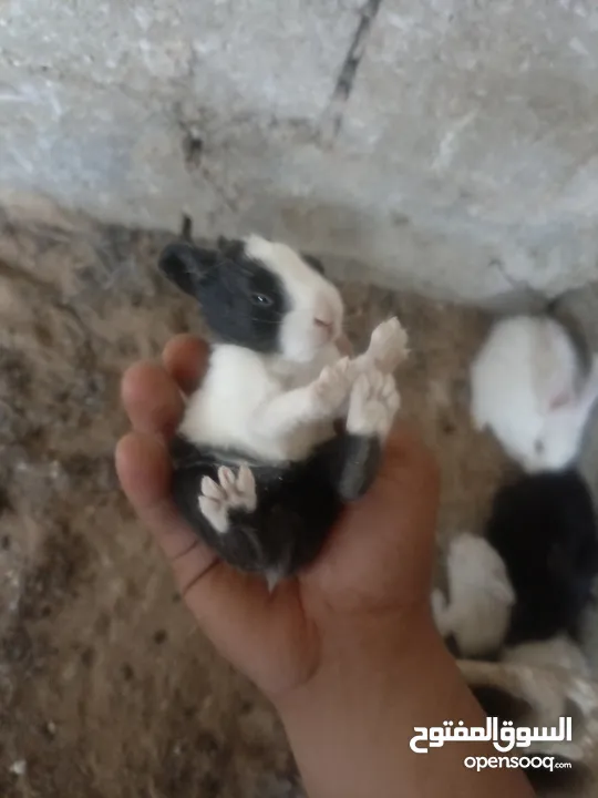 ارانب فرنسي وبلدي