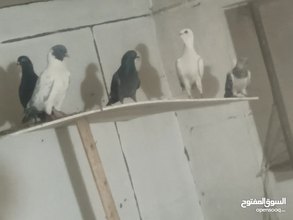 بسم الله ما شاء الله طيور كامل للبيع البيع كامل اقرا الوصف جيدا