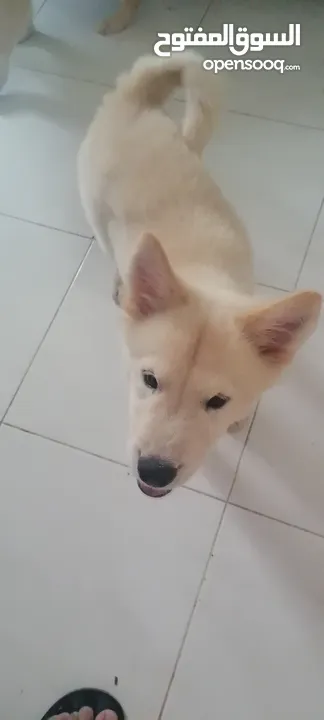 Golden mix with Husky