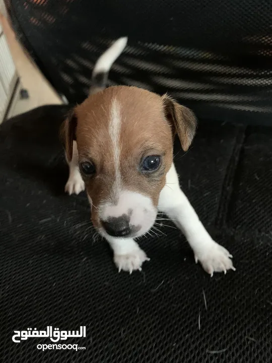 Puppies Jack Russell