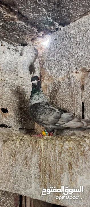 فحل قرقاطي لابيع