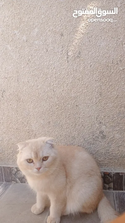 قطط سكوتش فولد للبيع اقرأ الوصف