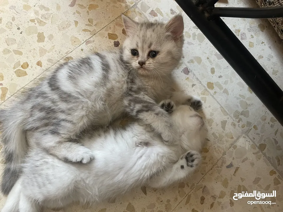 بريتش سلفر بيوووور