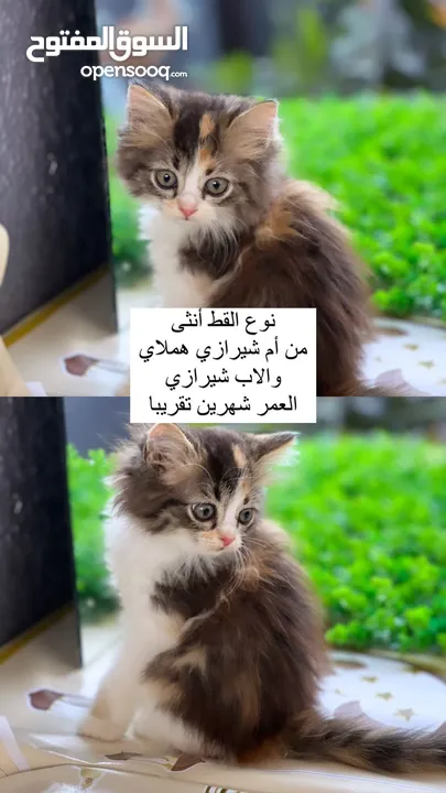 قط شيرازي للبيع