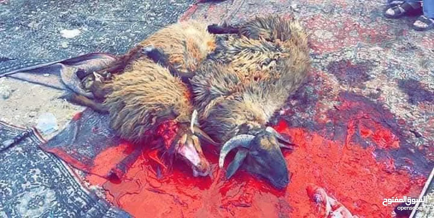 لحام جزار متنقل داخل مادبا وضواحيها
