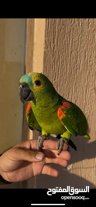 للبيع جميع انواع الطيور  All kinds of birds for sale