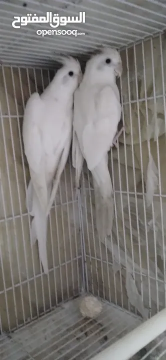 روز وكوكتيل حب