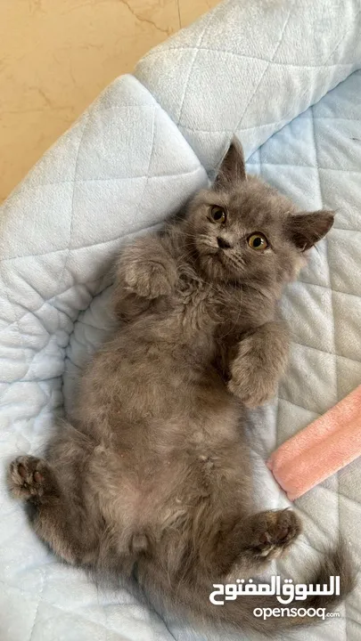 Scottish Fold Pure سكوتش فولد