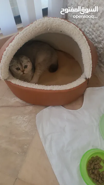 بيور سكوتش فولد للبيع