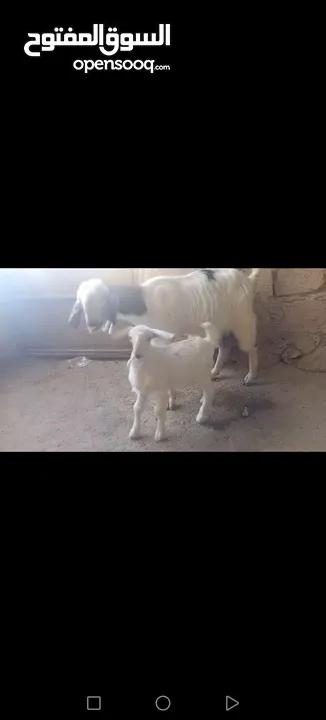 عنز وراها سخله بيضا برصا مميزه