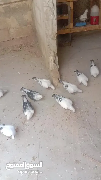 الصلاة على النبي افراخ للبيع في الموقر