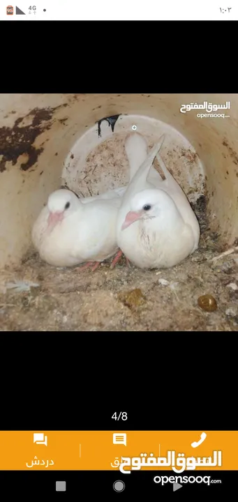 زغاليل طازجه مذبوبحه منظفه جاهزه للطبخ الجوز 2.50 من الآخر
