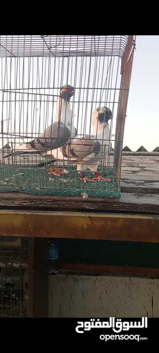 جوز فراخ اسطنابله  زرق وفرخ اسطنبولي احمر حبكين موجودات في الهاشمي الجنوبي