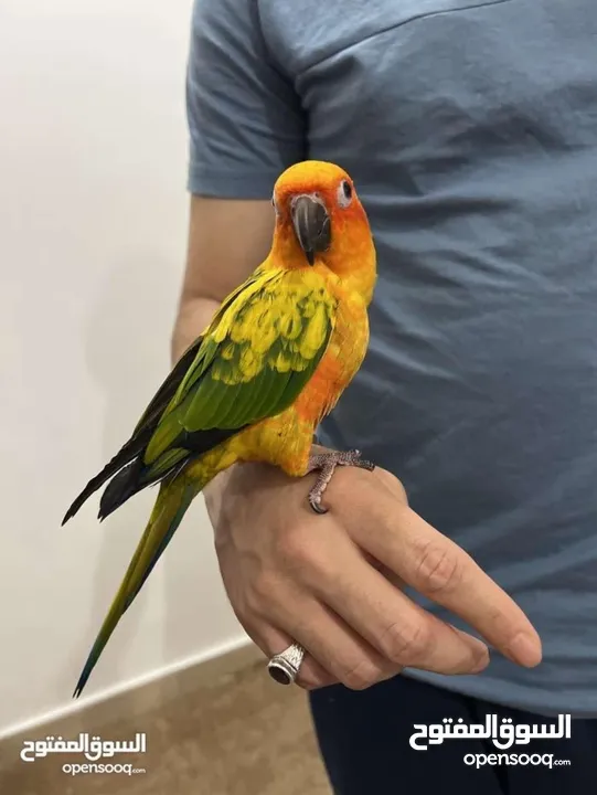 Sun conure birds pair