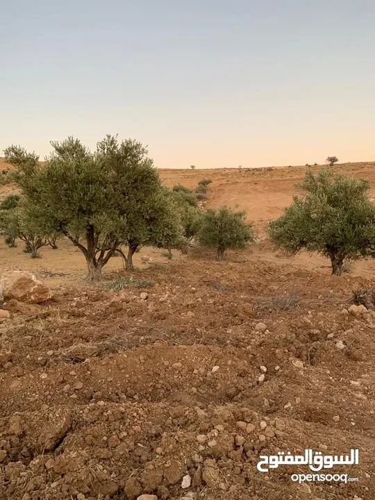 قطعتين ارض للبيع في منطقة نادرة